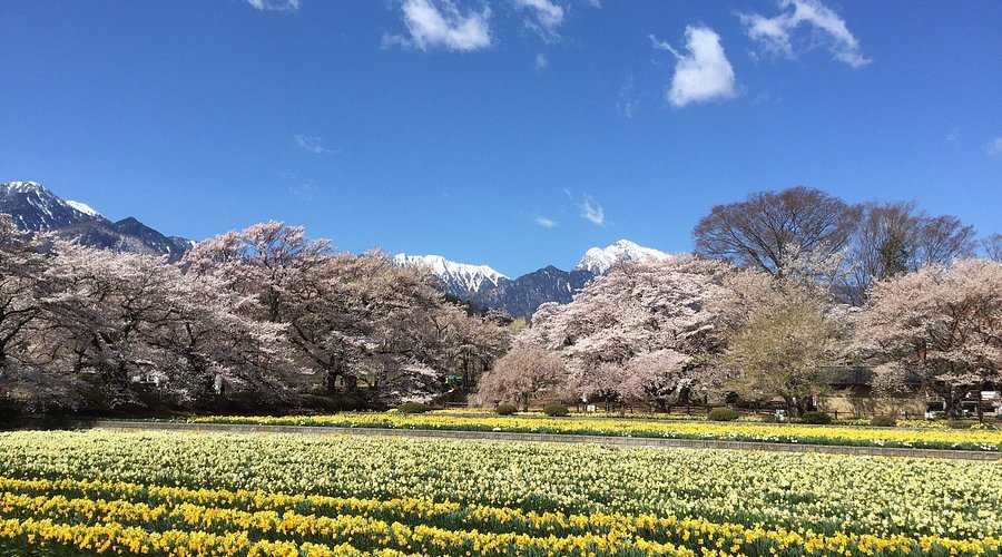 🌸 야마타카 진다이 자쿠라 이미지 5